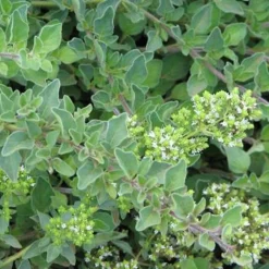 Arborix Plants De Légumes Et Aromatiques | - 6 x origan commun - origanum vulgare - godet 9cm x 9cm