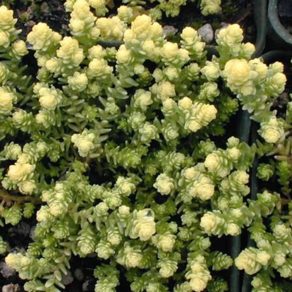Arborix Plantes Vivaces | - 6 x orpin âcre 'elegans' - sedum acre 'elegans' - godet 9cm x 9cm