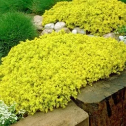 Arborix Plantes Vivaces | - 6 x orpin âcre 'elegans' - sedum acre 'elegans' - godet 9cm x 9cm