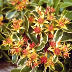 Arborix Plantes Vivaces | - 6 x orpin du kamtchatka - sedum kamtschaticum 'variegatum' - godet 9cm x 9cm