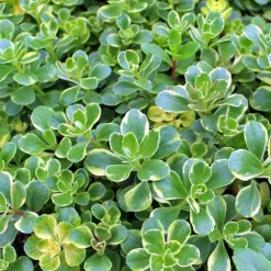 Arborix Plantes Vivaces | - 6 x orpin du kamtchatka - sedum kamtschaticum 'variegatum' - godet 9cm x 9cm