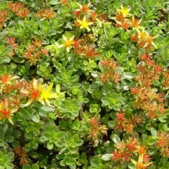 Arborix - 6 x orpin du kamtchatka - sedum floriferum 'weihenstephaner gold' - godet 9cm x 9cm Clearance