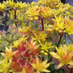 Arborix - 6 x orpin du kamtchatka - sedum floriferum 'weihenstephaner gold' - godet 9cm x 9cm Clearance