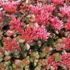 Arborix - 6 x orpin spurium 'fuldaglut' - sedum spurium 'fuldaglut' - godet 9cm x 9cm Outlet