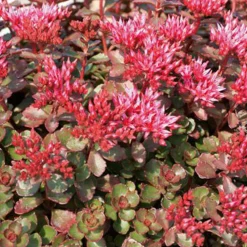 Arborix - 6 x orpin spurium 'fuldaglut' - sedum spurium 'fuldaglut' - godet 9cm x 9cm Outlet