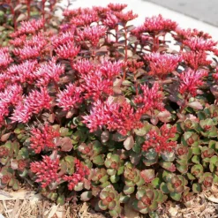 Arborix - 6 x orpin spurium 'fuldaglut' - sedum spurium 'fuldaglut' - godet 9cm x 9cm Outlet