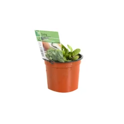 Arborix Plants De Légumes Et Aromatiques | - 6 x oseille commune - rumex acetosa - godet 9cm x 9cm