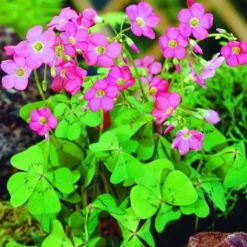 Arborix - 10 x oxalis deppei - bulbes à fleurs de printemps Hot