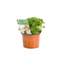 Arborix Plants De Légumes Et Aromatiques | - 6 x persil plat - petroselinum crispum - godet 9cm x 9cm