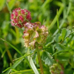 Arborix Plants De Légumes Et Aromatiques | - 6 x petite pimprenelle - sanguisorba minor - godet 9cm x 9cm