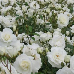 Arborix - 2 x rose classique - rosa 'witte tros' Clearance