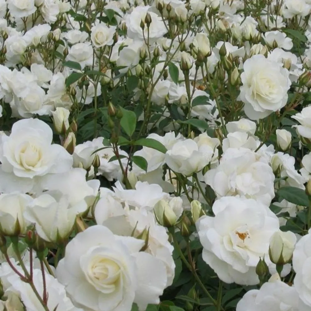Arborix - 2 x rose classique - rosa 'witte tros' Clearance