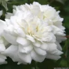 Arborix Rosiers | - 2 x rosier couvre-sol - rosa 'sea foam'