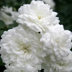 Arborix Rosiers | - 2 x rosier couvre-sol - rosa 'sea foam'