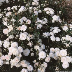 Arborix Rosiers | - 2 x rosier couvre-sol - rosa 'sea foam'