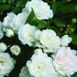 Arborix Rosiers | - 2 x rosier couvre-sol - rosa 'white fairy'