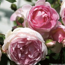 Arborix Rosiers | - 2 x rosier grimpante kordes - rosa 'jasmina'®