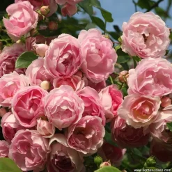 Arborix Rosiers | - 2 x rosier grimpante kordes - rosa 'jasmina'®