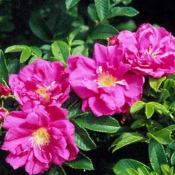 Arborix - 2 x rosier rugueux 'rubra' - rosa rugosa 'rubra' - 40-60 cm pot Clearance