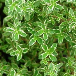 Arborix Plants De Légumes Et Aromatiques | - 6 x thym citron - thymus citriodorus - godet 9cm x 9cm