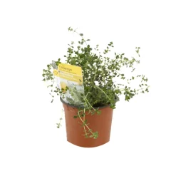 Arborix Plants De Légumes Et Aromatiques | - 6 x thym citron - thymus citriodorus - godet 9cm x 9cm