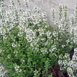 Arborix - 6 x thym commun 'compactus' - thymus vulgaris 'compactus' - godet 9cm x 9cm Best