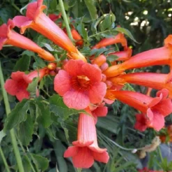 Arborix Plantes Grimpantes | - 2 x trompette de virginie - campsis tagliabuana 'madame galen' - 50-60 cm pot