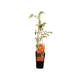 Arborix Plantes Grimpantes | - 2 x trompette de virginie - campsis tagliabuana 'madame galen' - 50-60 cm pot