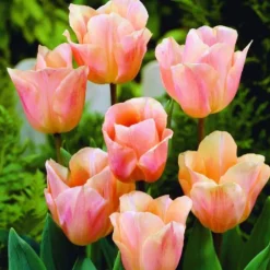 Arborix Bulbes De Fleurs | - 50 x tulipe abricot beauty - bulbes à fleurs de printemps