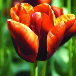 Arborix - 50 x tulipe abu hassan - bulbes à fleurs de printemps Best