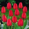 Arborix - 50 x tulipe apeldoorn - bulbes à fleurs de printemps