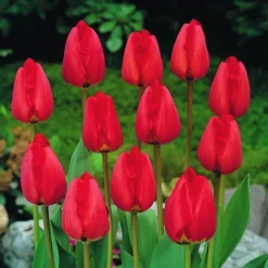 Arborix - 50 x tulipe apeldoorn - bulbes à fleurs de printemps