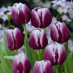 Arborix Bulbes De Fleurs | - 50 x tulipe arabian mistery - bulbes à fleurs de printemps