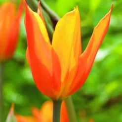 Arborix - 50 x tulipe ballerina - bulbes à fleurs de printemps Sale