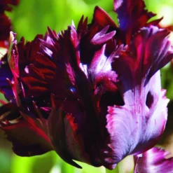 Arborix Bulbes De Fleurs | - 50 x tulipe black parrot - bulbes à fleurs de printemps