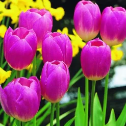Arborix - 50 x tulipe blenda - bulbes à fleurs de printemps Outlet