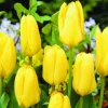 Arborix - 50 x tulipe candela - bulbes à fleurs de printemps