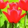 Arborix - 50 x tulipe capri - bulbes à fleurs de printemps Best