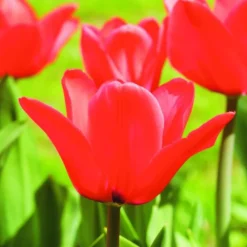 Arborix - 50 x tulipe capri - bulbes à fleurs de printemps Best