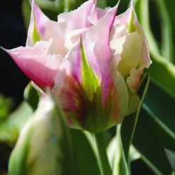 Arborix - 50 x tulipe china town - bulbes à fleurs de printemps Best