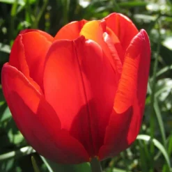 Arborix - 50 x tulipe couleur cardinal - bulbes à fleurs de printemps