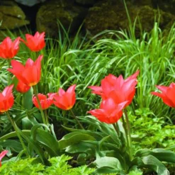 Arborix Bulbes De Fleurs | - 50 x tulipe eichleri - bulbes à fleurs de printemps