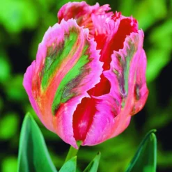 Arborix - 50 x tulipe fantasy - bulbes à fleurs de printemps Online