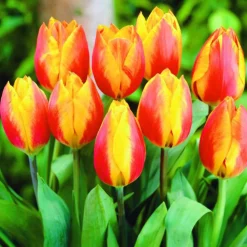 Arborix - 50 x tulipe flair - bulbes à fleurs de printemps Outlet