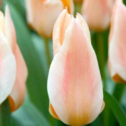 Arborix - 50 x tulipe fur elize - bulbes à fleurs de printemps Outlet