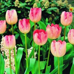 Arborix Bulbes De Fleurs | - 50 x tulipe ganders rhapsody - bulbes à fleurs de printemps