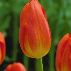 Arborix Bulbes De Fleurs | - 50 x tulipe general de wet - bulbes à fleurs de printemps