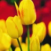 Arborix - 50 x tulipe georgette - bulbes à fleurs de printemps Sale
