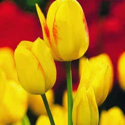 Arborix - 50 x tulipe georgette - bulbes à fleurs de printemps Sale