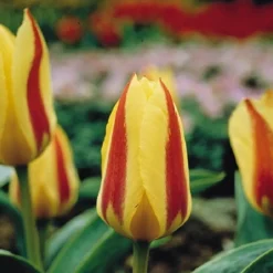 Arborix - 50 x tulipe gluck - bulbes à fleurs de printemps Hot
